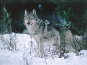 Gray Wolf Stands in Snow Near Pine Trees
