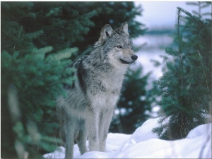 Gray Wolf Stands in Snow Near Pine Trees1