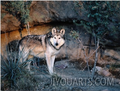 Mexican Wolf, Side View