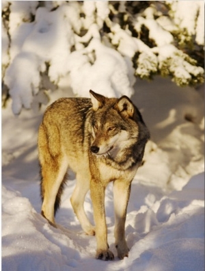 Wolf on a Snowy Forest Path, Sweden