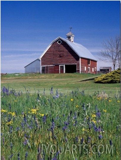 Old Red Barn with Spring Wildflowers, Grangeville, Idaho, USA