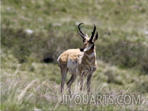 Pronghorn Antelope (Antilocapra Americana) on the High Country Ranch