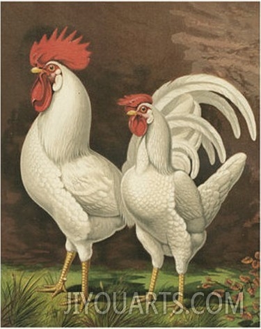 Roosters VI