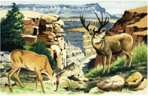 Mule Deer at the Grand Canyon National Park