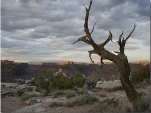 Scenic View of Canyonlands with Mesas and a Knarled Tree