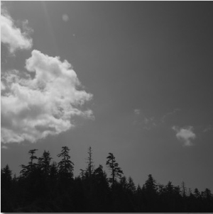 Silhouette of Trees and Clouds, Cape Scott, Vancouver, Bc, Canada