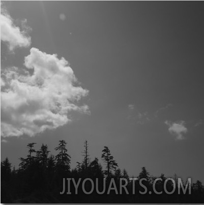 Silhouette of Trees and Clouds, Cape Scott, Vancouver, Bc, Canada