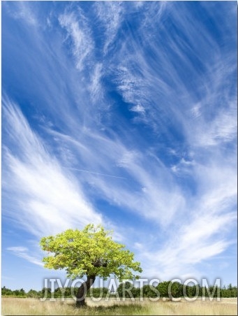Tree and Clouds, Provence, France