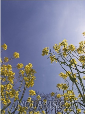 Canola or Oilseed Rape Flowers, Brassica Napus, a Mustard Family Agricultural Crop, USA