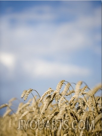 Corn Crop in a Field