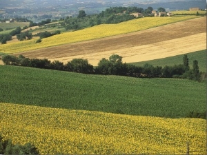 Crop in a Field, Umbria, Italy