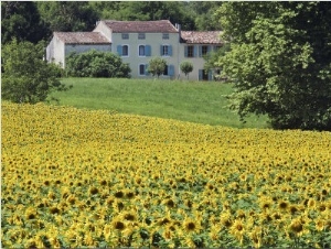 Cultivated Sunflowers Arable Crop, Near Valensole, Provence, France, Europe