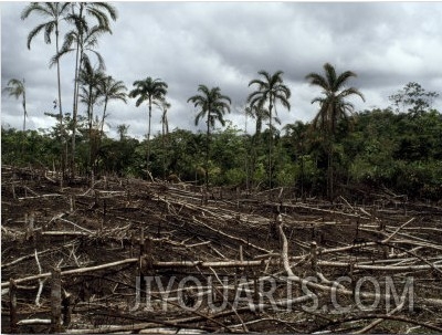 Devastation of Amazonian Rainforest to Plant Annual Crops