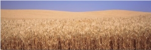 Golden Wheat in a Field, Palouse, Whitman County, Washington State, USA