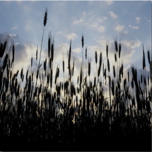 Silhouette of Corn Crops in a Field