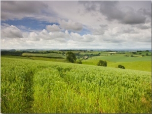 Summer Crops Growing in a Mid Devon Field, Crediton, Devon, England, United Kingdom, Europe