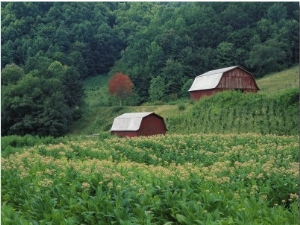 Tobacco Field and a Pair of Red Barns Near Taylorsville, North Carolina, USA