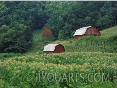 Tobacco Field and a Pair of Red Barns Near Taylorsville, North Carolina, USA