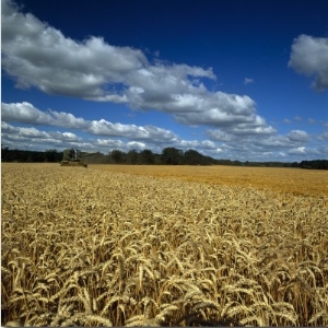 Wheat Crop Growing in a Field