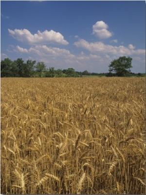 Wheat Field Ready for Harvest