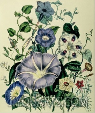 Bindweed, Plate 26 from The Ladies  Flower Garden, Published 1842