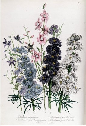 Delphiniums, Plate 3 from  The Ladies  Flower Garden , Published 1842