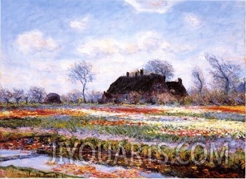 Tulip Fields at Sasenheim
