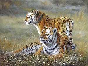 two tigers in the field1