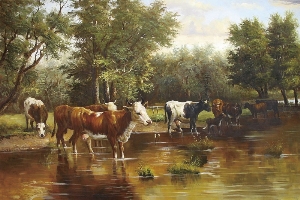 cows in the river