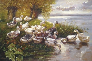 ducks playing in the wild