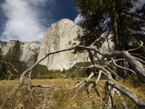 Tree Branch and the El Capitan Mountain Face