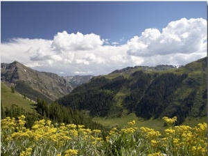 Wildflowers and Mountains Near Cinnamon Pass, Uncompahgre National Forest, Colorado