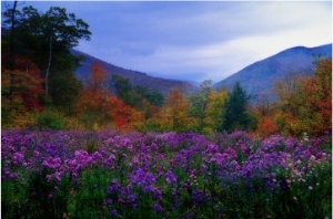 Fall Meadow at Twilight