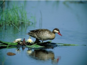 A Red Billed Teal, Also Called Red Billed Pintail, Forages in a Pool