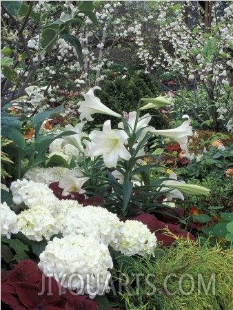 Easter Lilies and Hydrangea Flowers