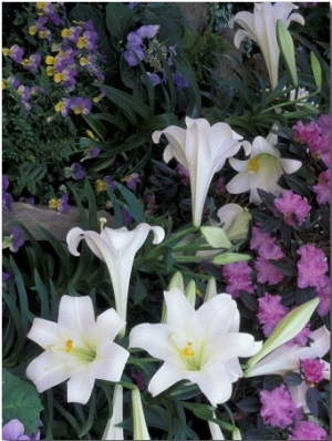 Hydrangea, Violas, Easter Lily
