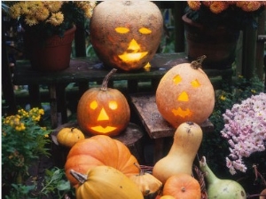 Different Kinds of Pumpkin and Pumpkin Faces at Halloween (Cucurbita Sp.)