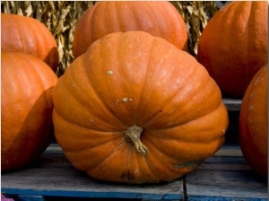 Giant Pumpkins Await Halloween Buyers