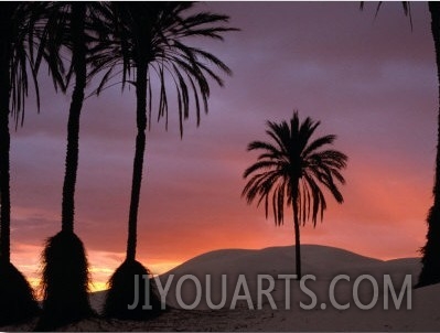 Palm Trees and Sand Dunes at Dawn, Douz, Tunisia