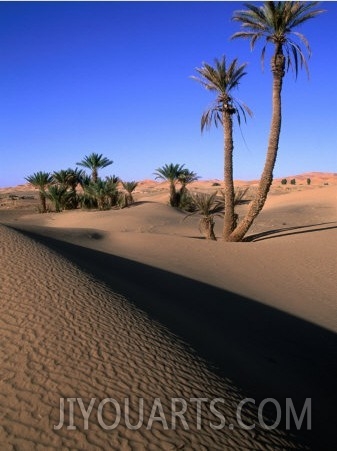 Palm Trees in the Desert Dunes, Erg Chebbi Desert, Morocco