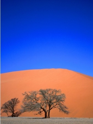 Tree and Sand Dune, Namib Desert Park, Namibia