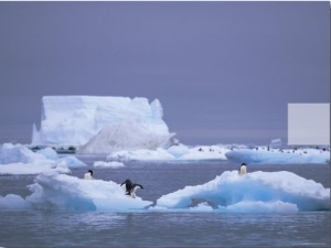 Adelie Penguins on Iceberg, Paulet Island, Antarctica, Polar Regions