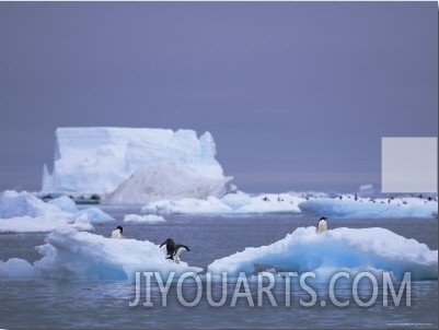 Adelie Penguins on Iceberg, Paulet Island, Antarctica, Polar Regions