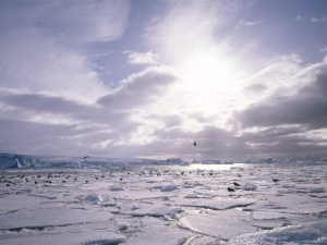 Dominican Gulls and Skuas on Pack Ice, Antarctica, Polar Regions