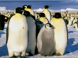 Emperor Penguins, Atka Bay, Weddell Sea, Antarctic Peninsula, Antarctica1