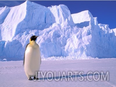 Emperor Penguins, Cape Darnley, Australian Antarctic Territory, Antarctica