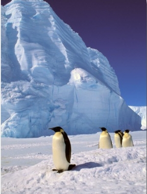 Emperor Penguins, Cape Darnley, Australian Antarctic Territory, Antarctica1