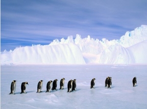 Emperor Penguins, Cape Darnley, Australian Antarctic Territory, Antarctica2