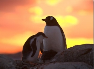 Gentoo Penguin and Chick, Antarctica