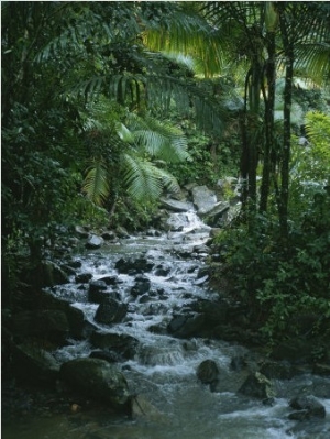A View of a Tropical Stream in El Yunque, Puerto Rico
